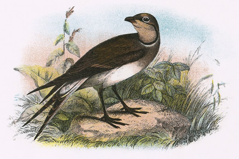 Pratincole af English School