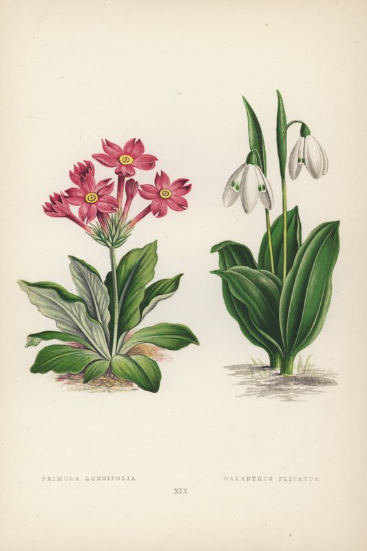 Primula Longifolia; Galanthus Plicatus (farve litho) af English School