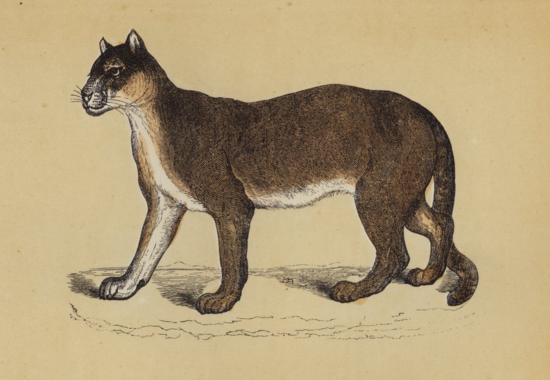 Puma (farve litho) af English School