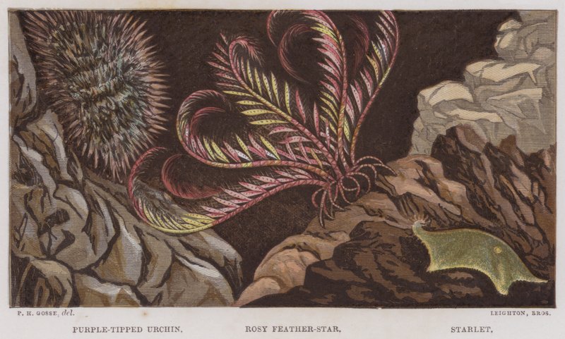 Purple-tipped urchin, rosenrød fjer-stjerne, Starlet (farve litho) af English School