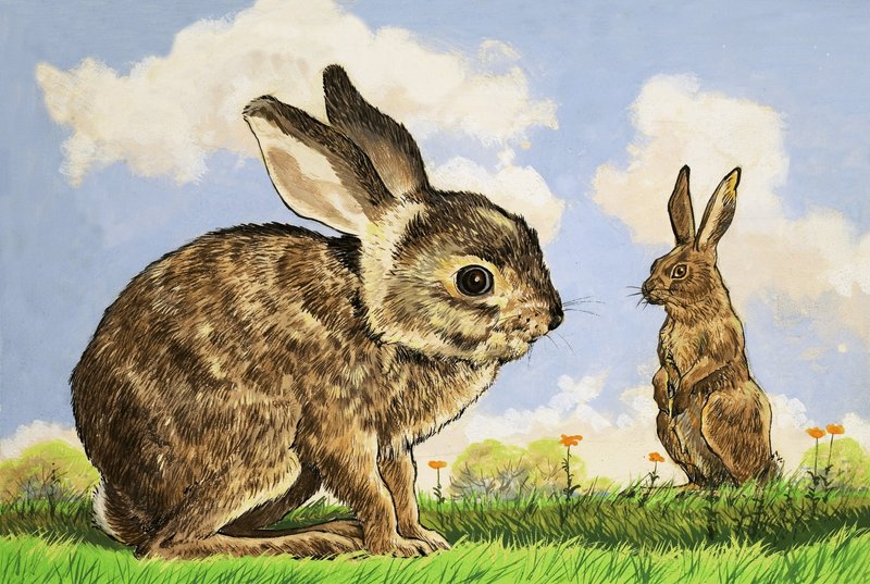 Rabbitis af English School