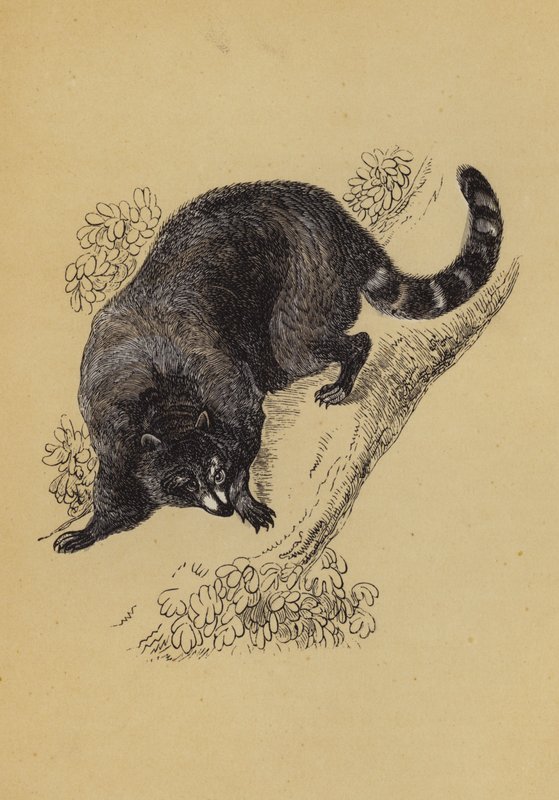 Vaskebjørn (farve litho) af English School