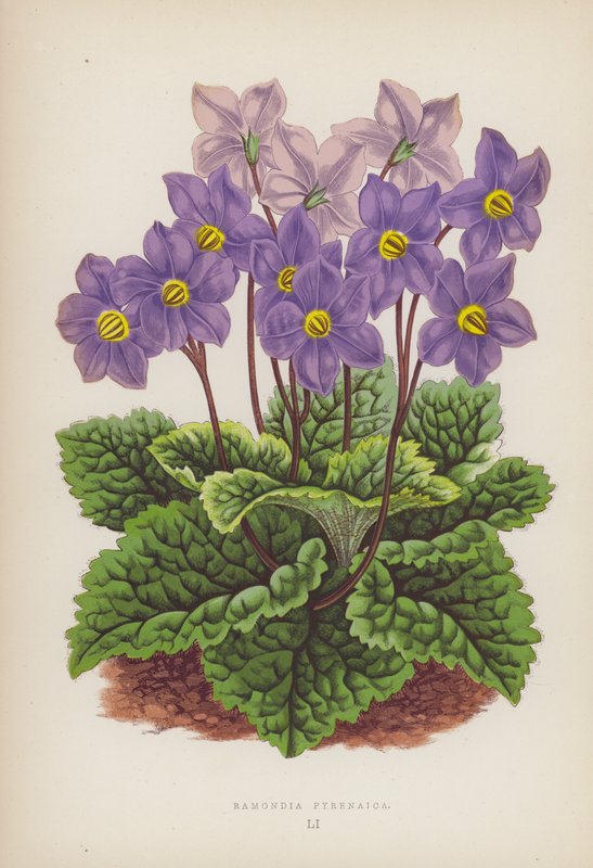 Ramondia Pyrenaica (farve litho) af English School