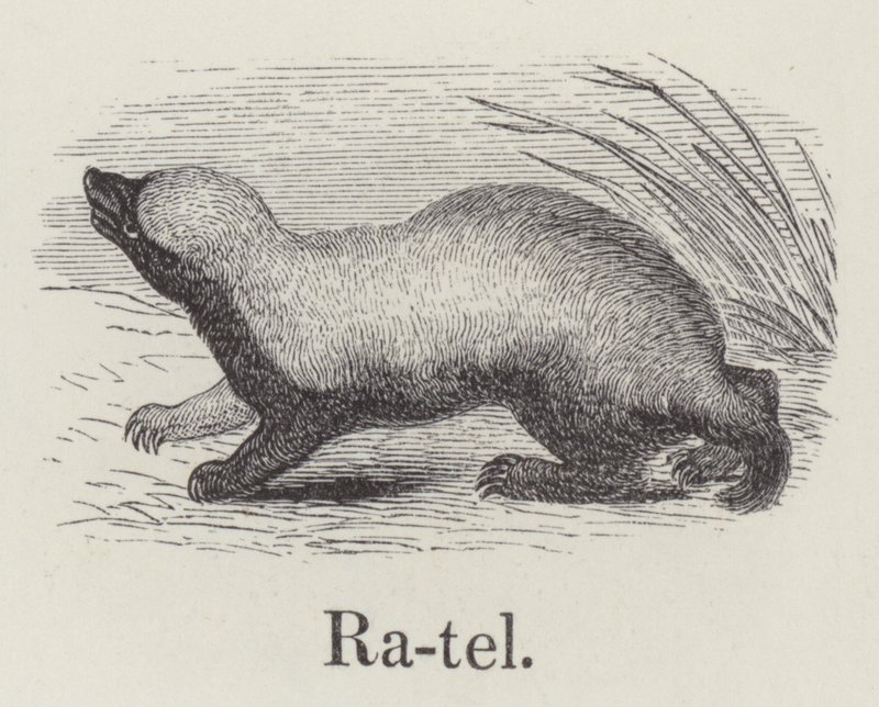 Ratel (gravering) af English School