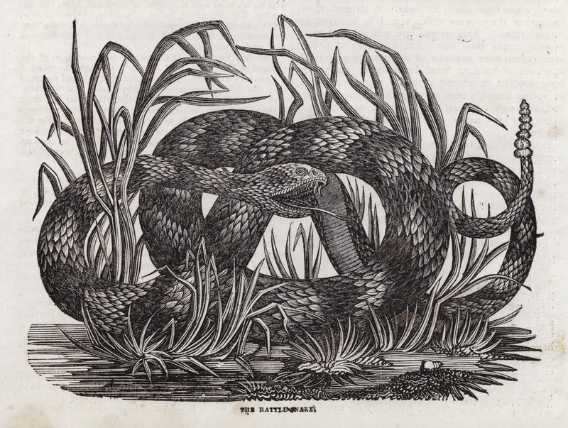Rangleslange (gravering) af English School