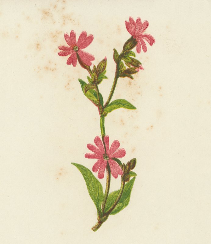 Rød Campion, Lychnis Dioica (farvelitografi) af English School