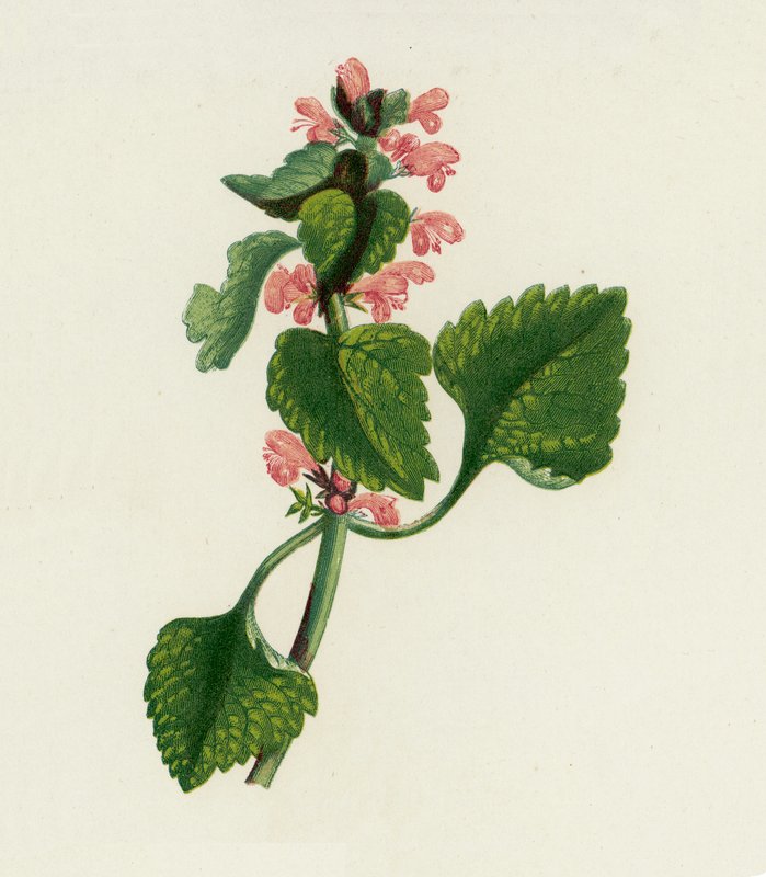 Rød døvnælde, Lamium Purpureum (farvelitografi) af English School