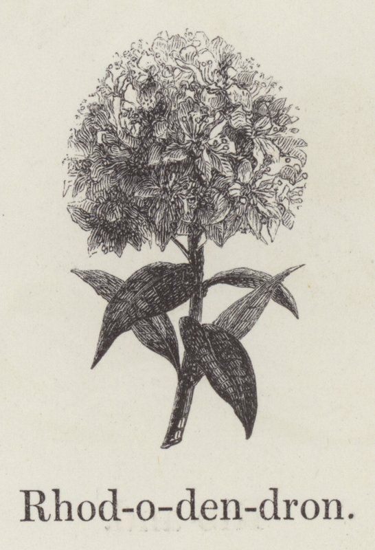 Rhododendron (gravering) af English School
