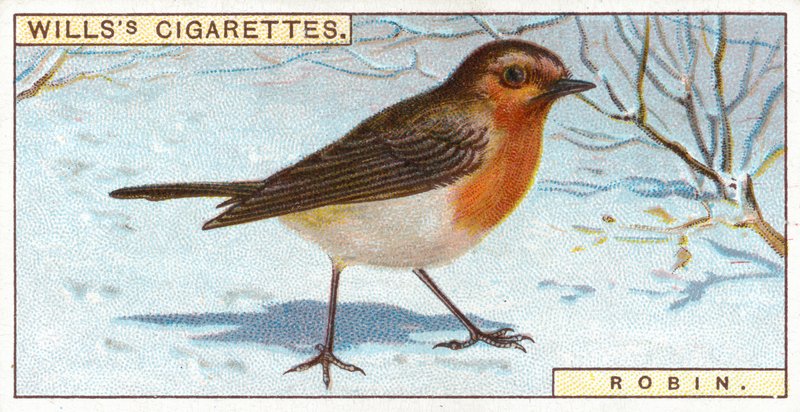 Robin af English School