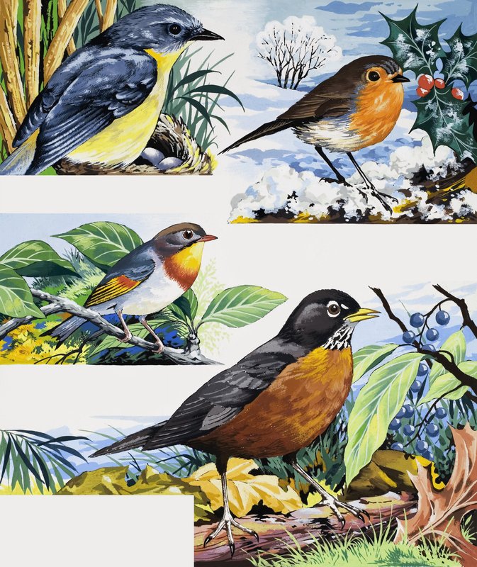 Robins af English School