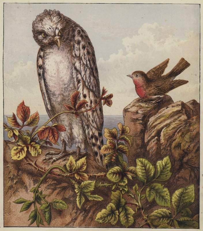 Robins julesang (farvelitografi) af English School