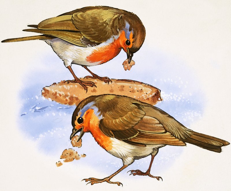 Robins spiser et stykke brød af English School
