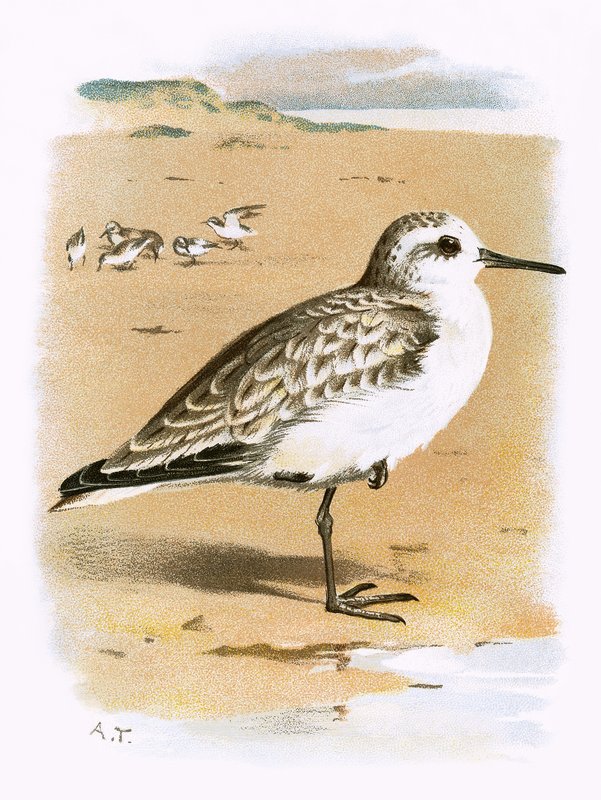 Sanderling af English School