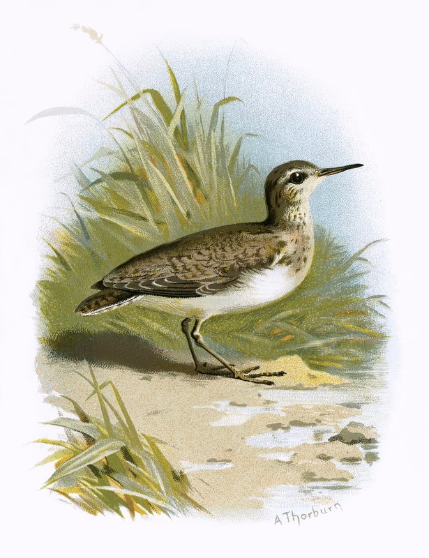 Sandpiper af English School