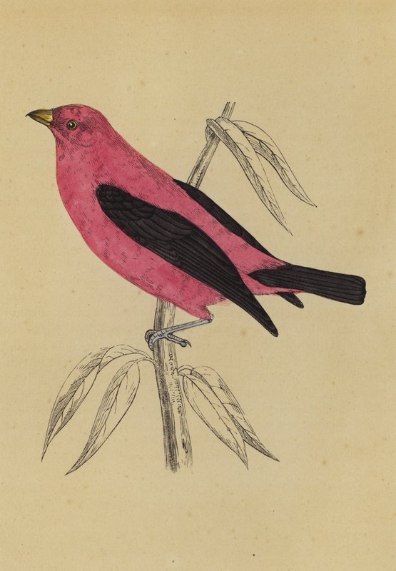 Scarlet Tanager (farvelitografi) af English School