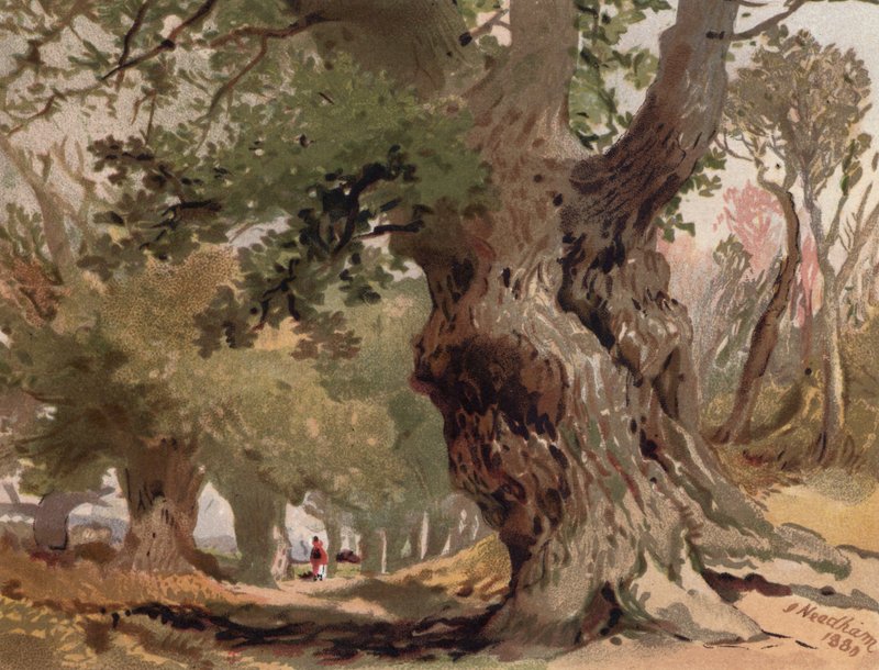 Scene i Sherwood Forest (farve litho) af English School