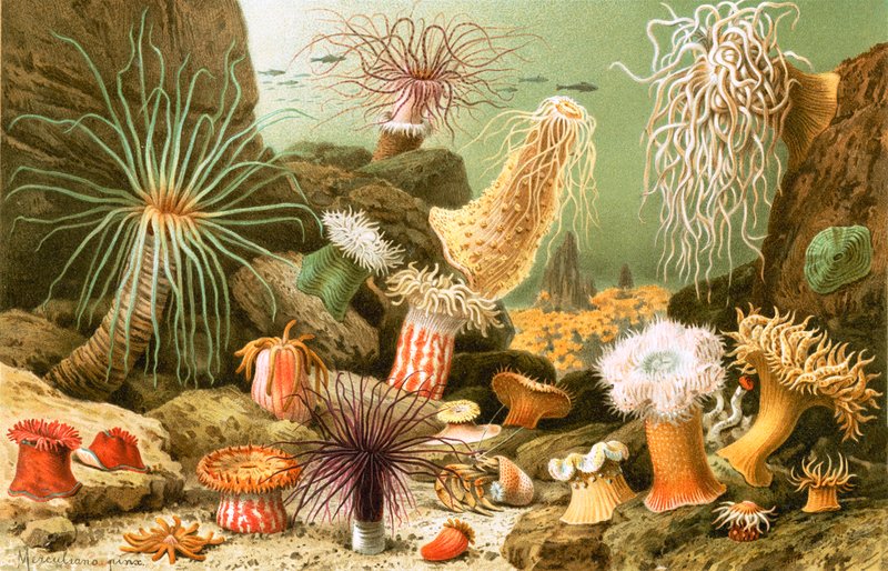 Søanemoner af English School