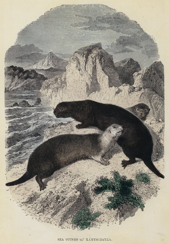 Sea Otters of Kamtschatka (farvet gravering) af English School