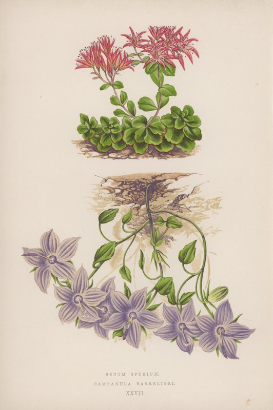 Sedum Spurium; Campanula Barrelieri (farvelitografi) af English School