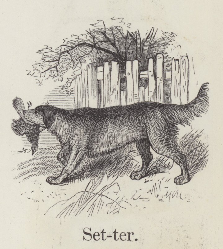 Setter (gravering) af English School