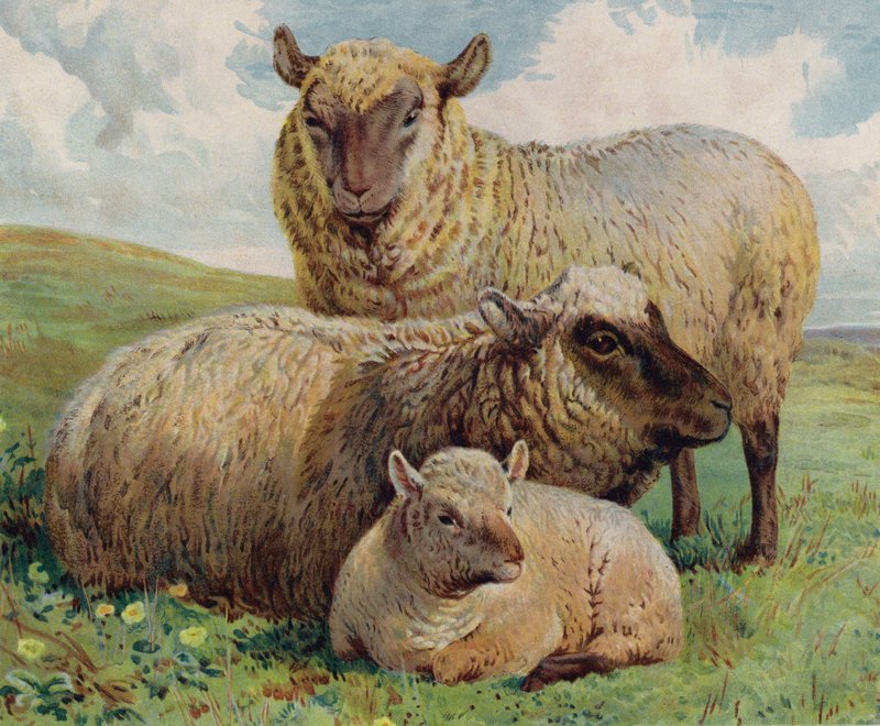 Får og lam (farve litho) af English School