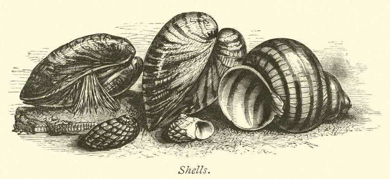 Shells  af English School