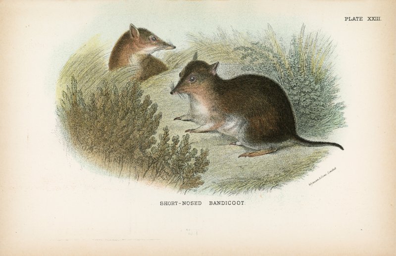 Kortnæset Bandicoot af English School