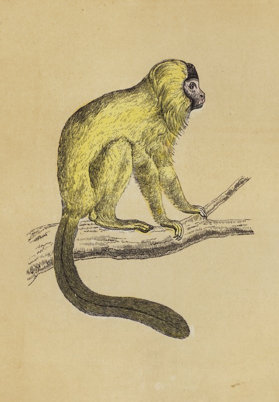 Silky Tamarin (farvelitografi) af English School