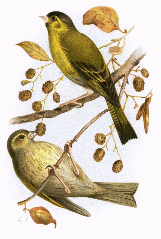 Siskin af English School