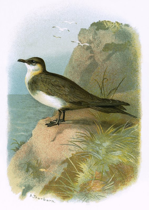 Skua af English School