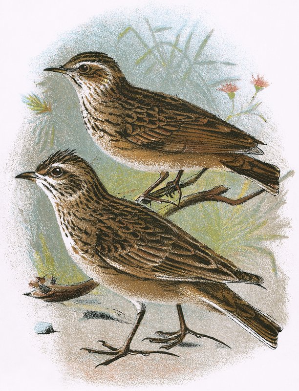 Sky-Lark (nederst) og Wood-Lark (øverst) af English School