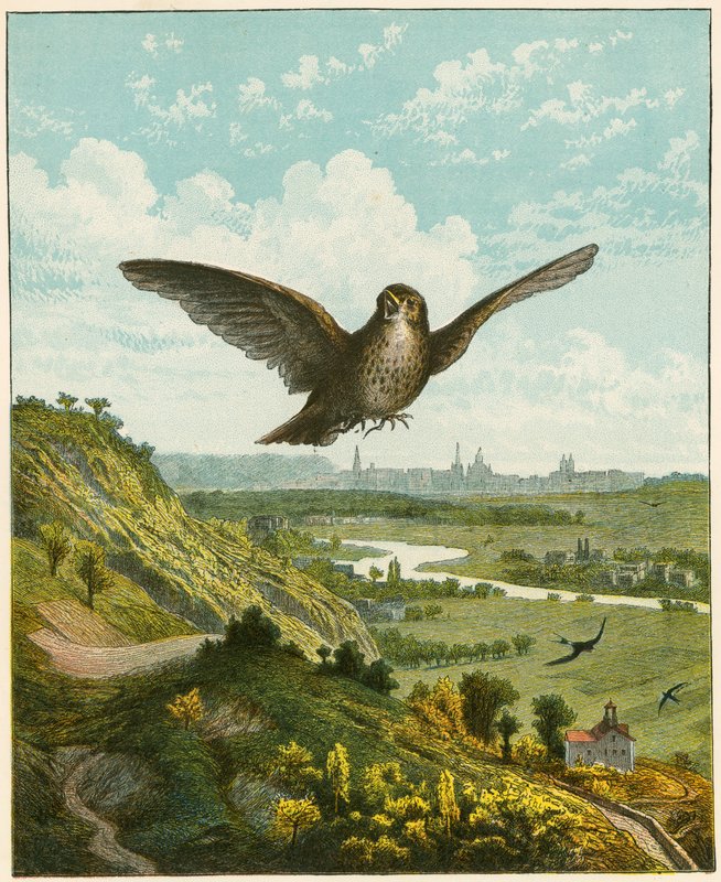 Skylærke af English School