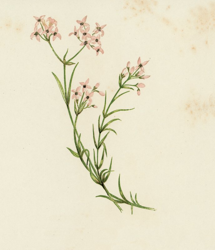 Lille Skovruff, Asperula Cynanchica (farve litho) af English School