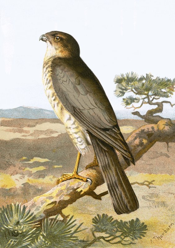 Sparrow Hawk af English School