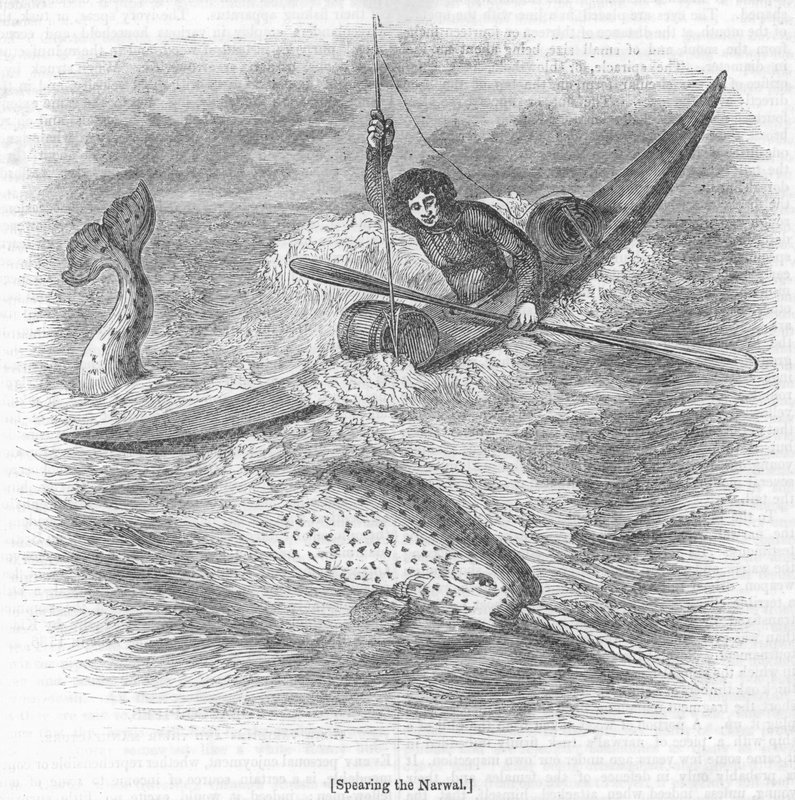 Spearing the Narwhal af English School