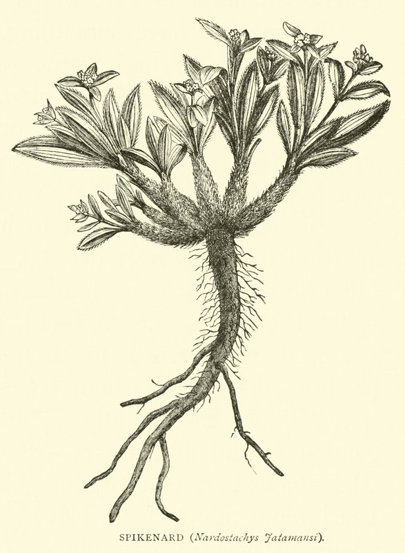 Spikenard, Nardostachys Jatamansi af English School