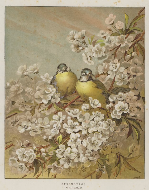 Springtime (chromolitho) af English School