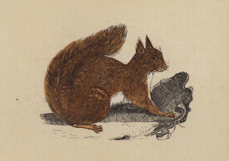 Egern (farve litho) af English School