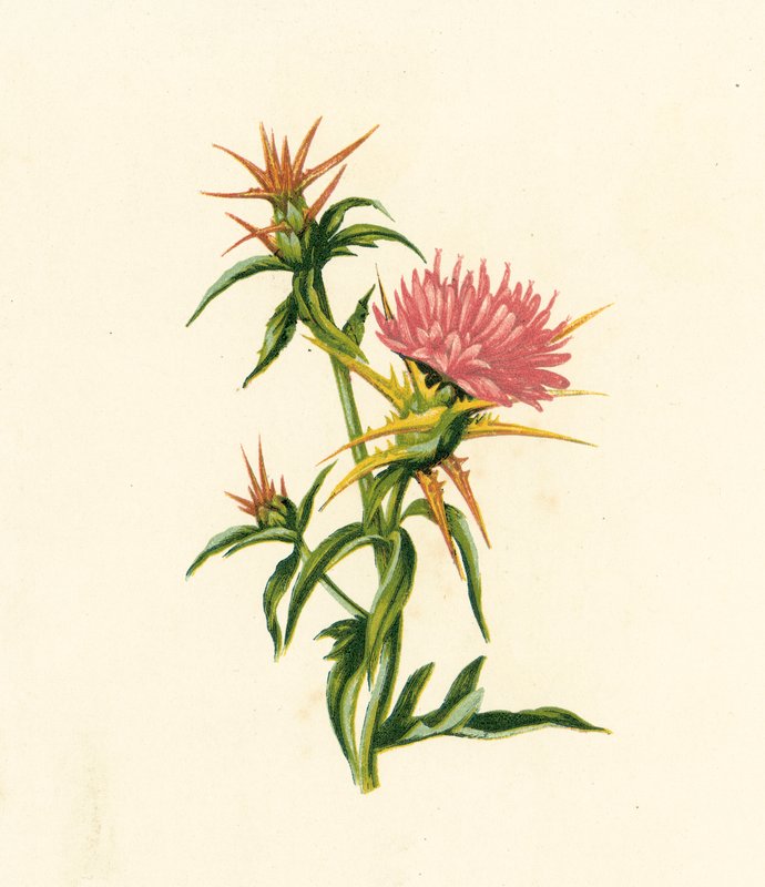 Stjerne-Tidsel, Centaurea Calcitrapa (farvelitografi) af English School