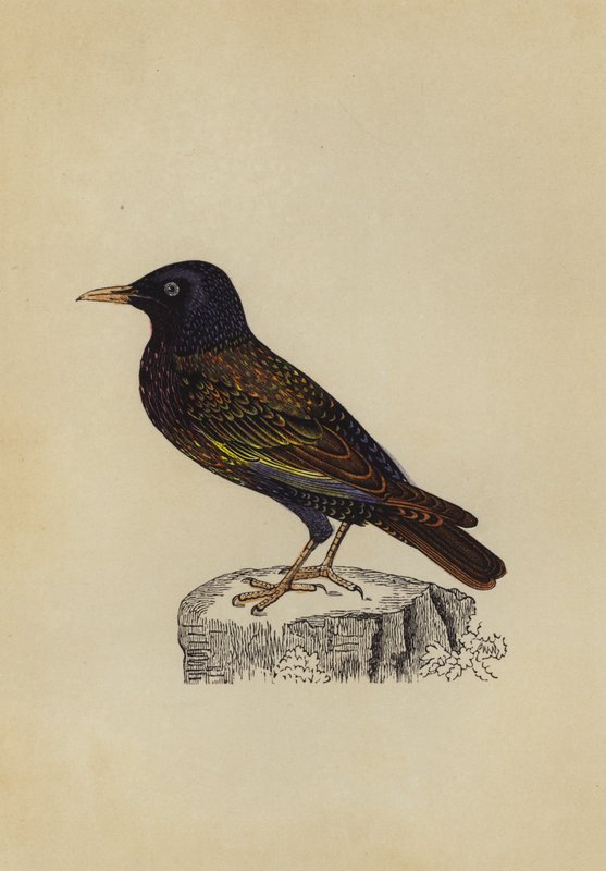 Stær (farve litho) af English School