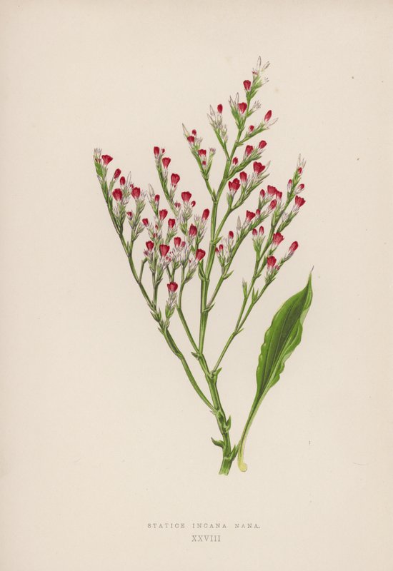 Statice Incana Nana (farve litho) af English School