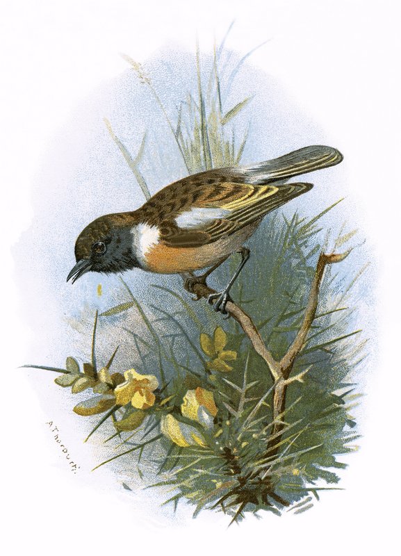 Stonechat af English School