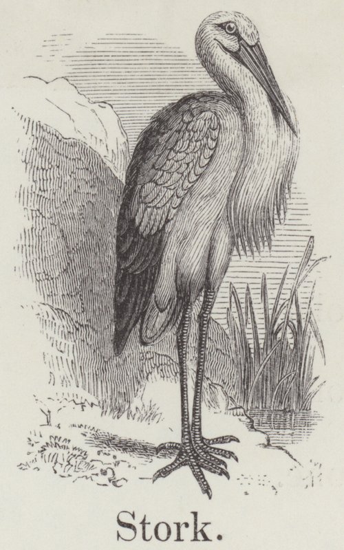 Stork (gravering) af English School