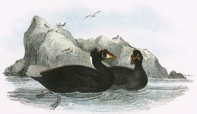 Surf Scoter af English School