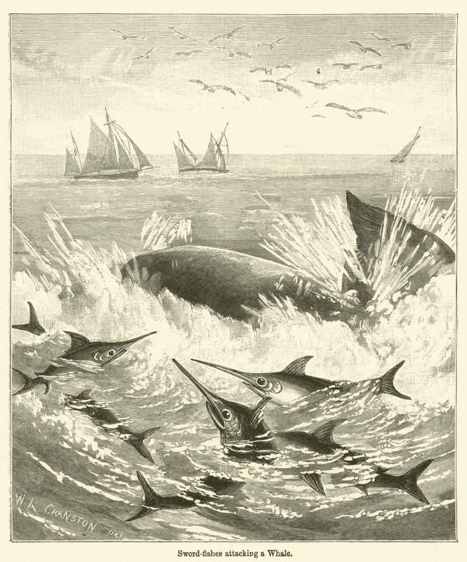 Sværdfisk, der angriber en hval (gravering) af English School