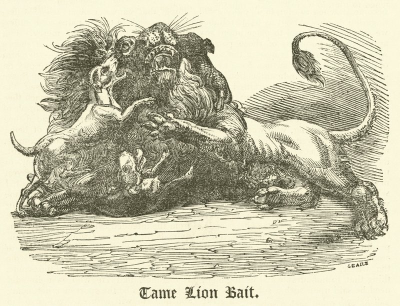 Tame Lion Bait (gravering) af English School