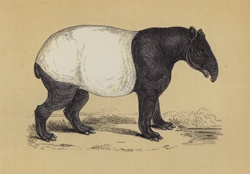 Tapir (farve litho) af English School