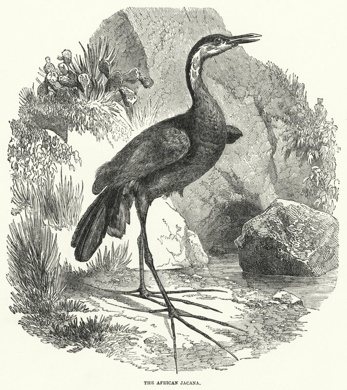 Den afrikanske jacana (kobberstik) af English School