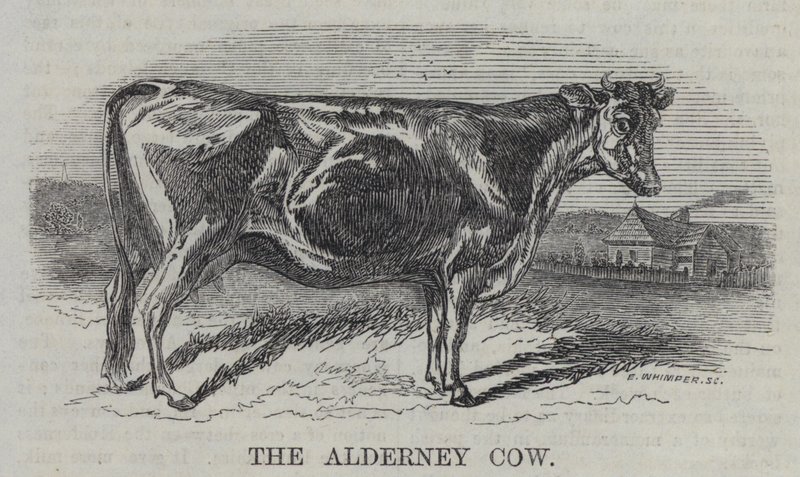 The Alderney Cow (gravering) af English School