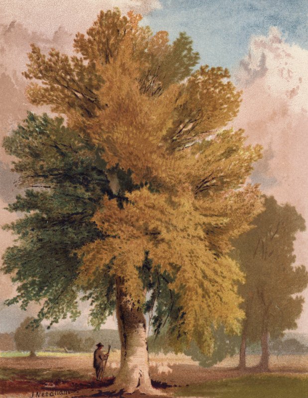 Bøgen i det tidlige efterår (farve litho) af English School